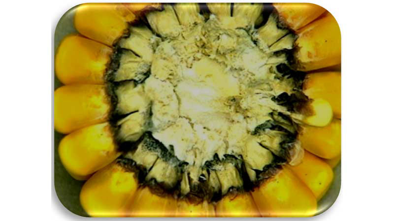 Corn cob damaged by Nigrospora ear rot.