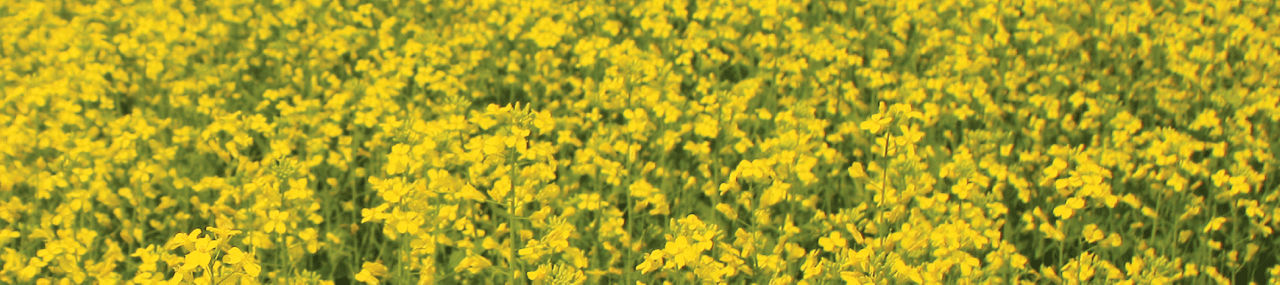 OSR crop