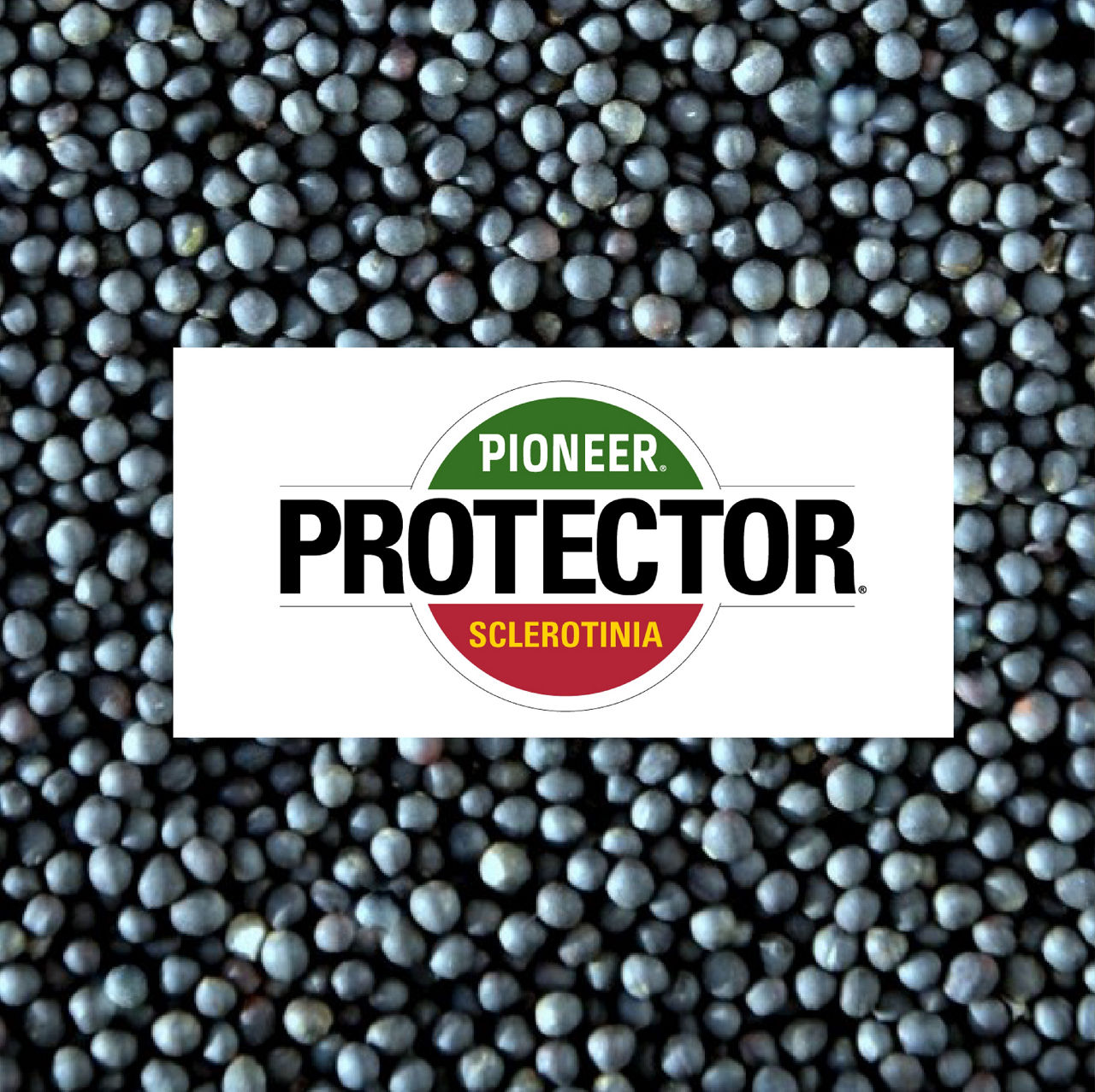 Mieszańce Protector®  Sclerotinia