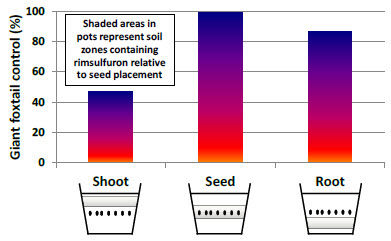 Treated and not-treated seed embryos.