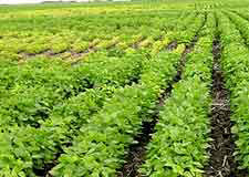 Photo: genetic differences between soybean varieties in research plot grown under SCN pressure.
