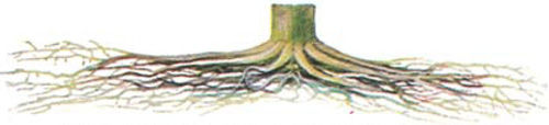 corn root system that is too shallow