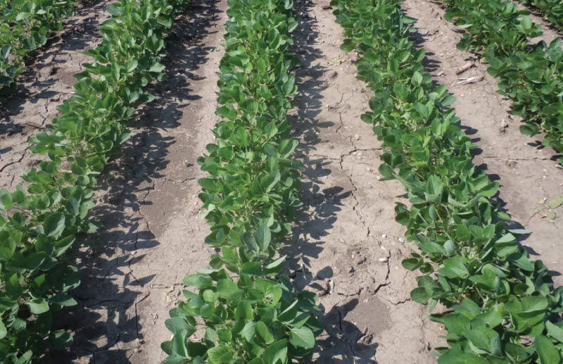 soybean rows