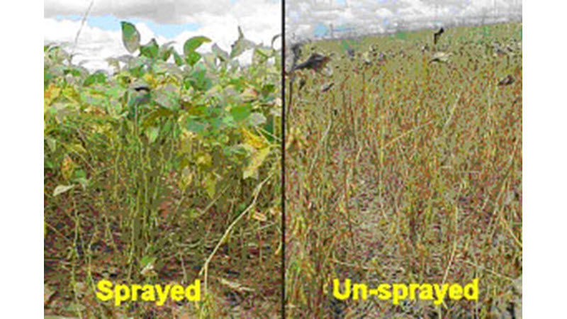 Soybean Rust infection in sprayed (left) and unsprayed (right) fields
