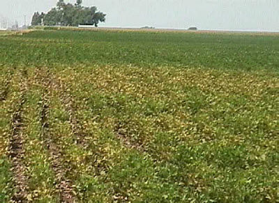 Two-spotted spider mite damage on edge of soybean field.