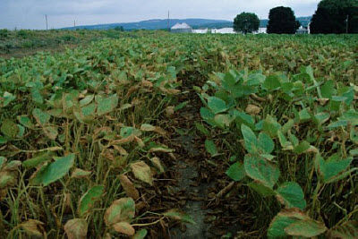 Severe spider mite injury to soybeans.