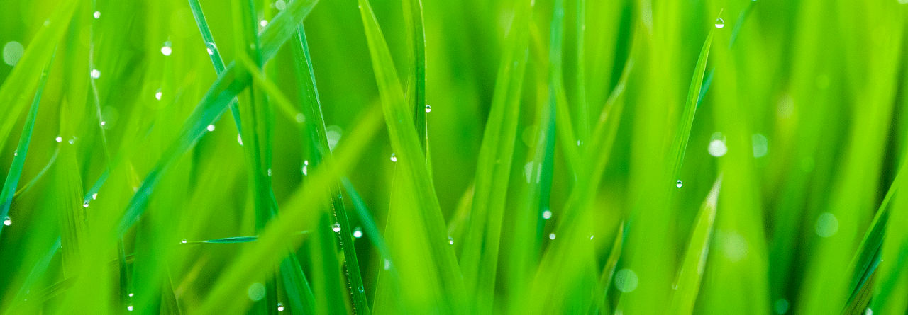 grass with water droplets
