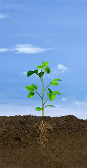 VE Soybean Stage: Emergence