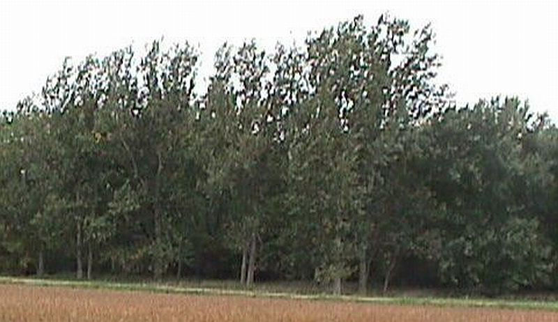 Photo - Research in North Dakota found primary distribution of Phyllophaga grubs within 100 feet of shelterbelts consisting of cottonwood, willow or similar species near row crop fields.