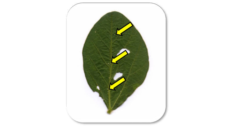 Silverleaf whitefly nymphs are small and difficult to see on the underside of a soybean leaflet.