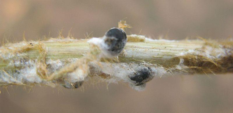White mold infection close up