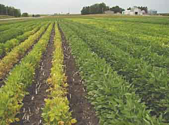 Soybean variety showing SCN resistance and iron deficiency chlorosis tolerance demonstrates the value of variety selection.