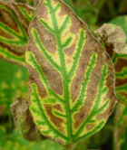 Sudden Death Syndrome - Soybeans