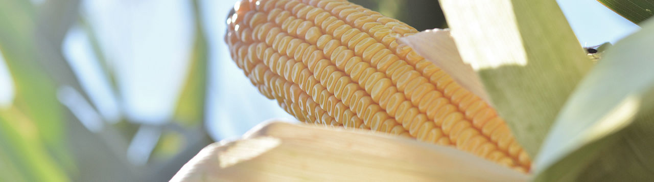 corn