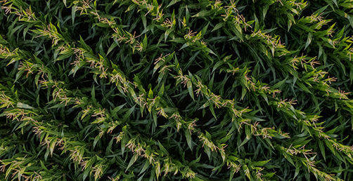 aerial corn field shot