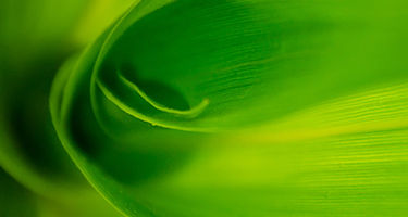 Corn Leaves