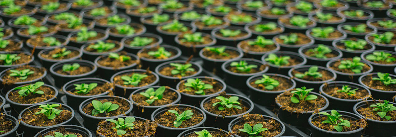 Desktopx_4_Plants in rows