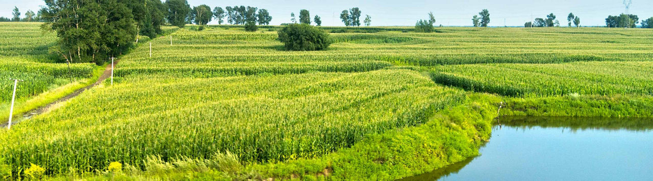 Blé tendre : des stratégies fongicides 2026 très régionales selon Arvalis