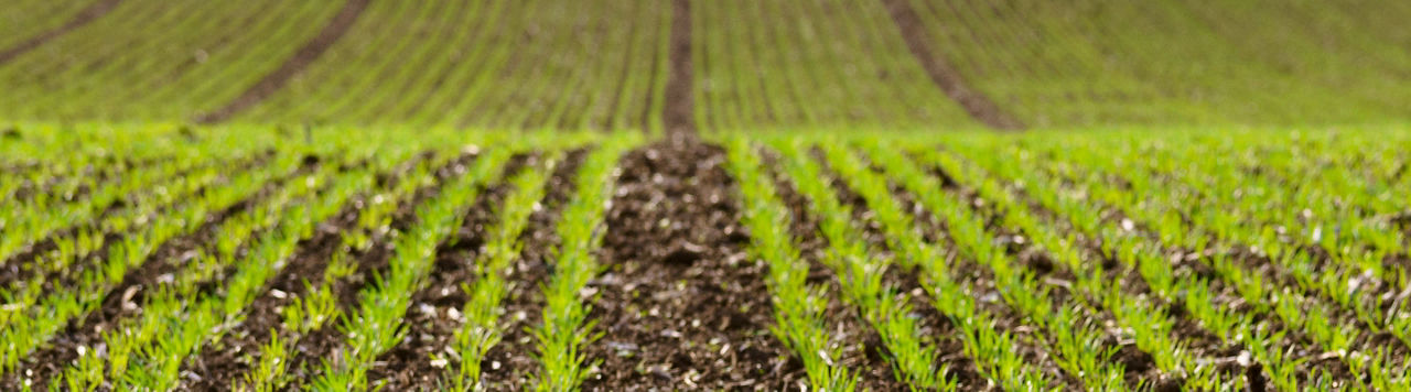 Il reste beaucoup d’azote dans les sols, attention à la fertilisation de printemps