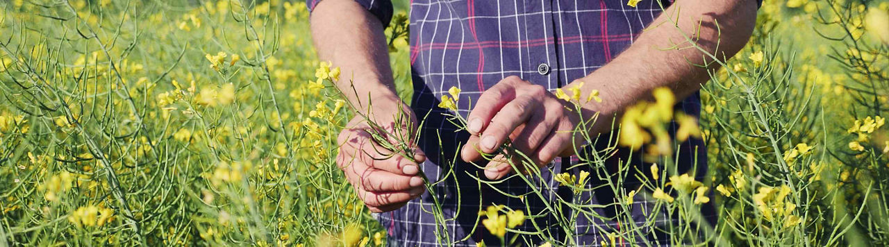 Colza : pourquoi des floraisons lentes et irrégulières cette année ? 