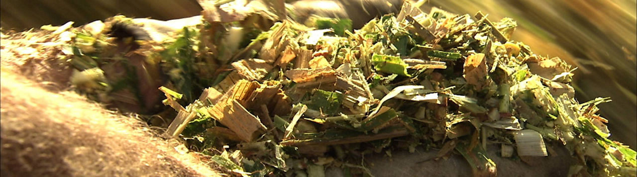 À quoi sert la gamme d’inoculant Fiber Technology ?