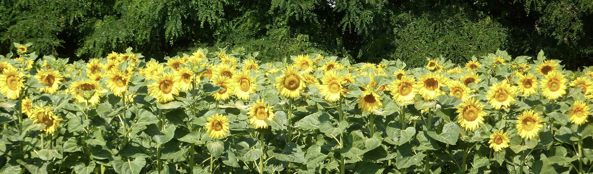 Chez Benoît en Charente, 90 % des tournesols sont des Pioneer