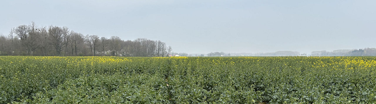 Colza et hernie des crucifères : trois leviers pour garder le contrôle