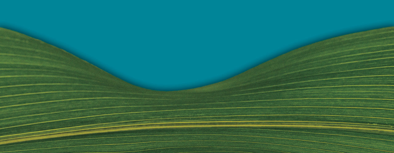 green corn leaf abstract
