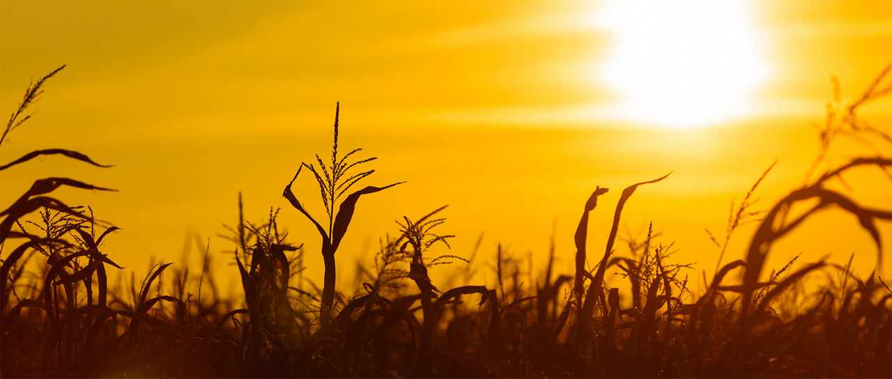 Power Plus Corn Products