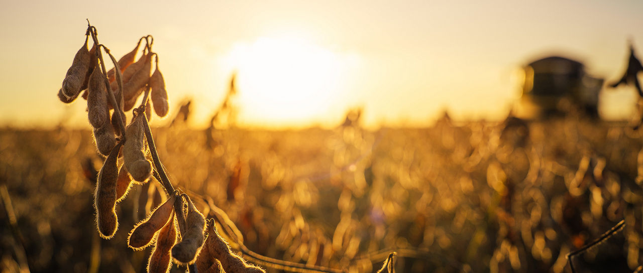 Power Plus Soybean Products