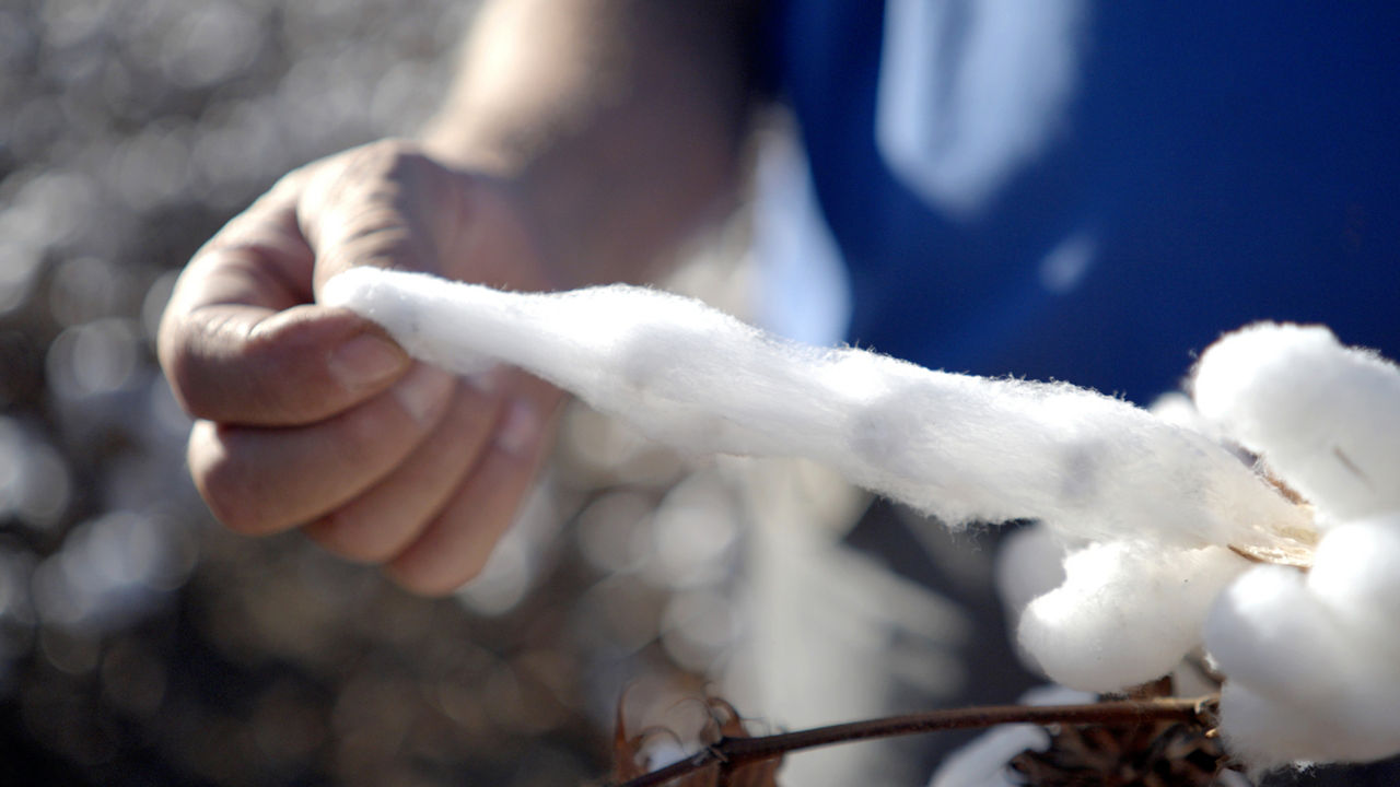 High-Quality Cotton Fiber: A Competitive Edge