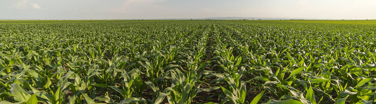 Alterna, la double culture qui rapporte : cap sur le maïs et le tournesol après céréales 