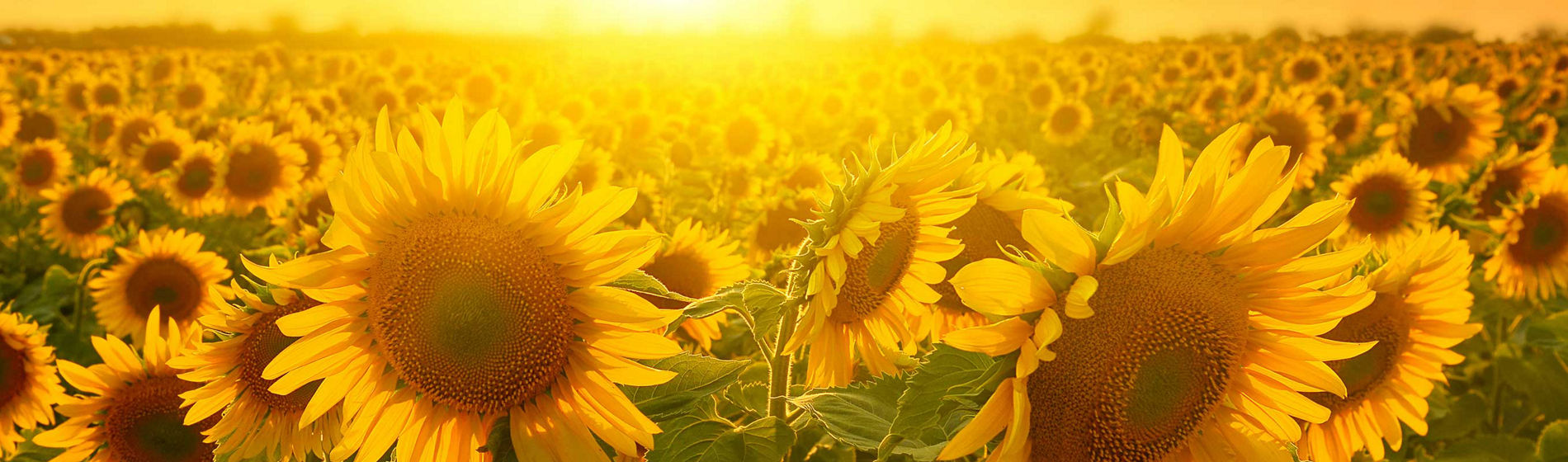 Décrypter les noms des variétés Pioneer : un raccourci pour choisir son tournesol