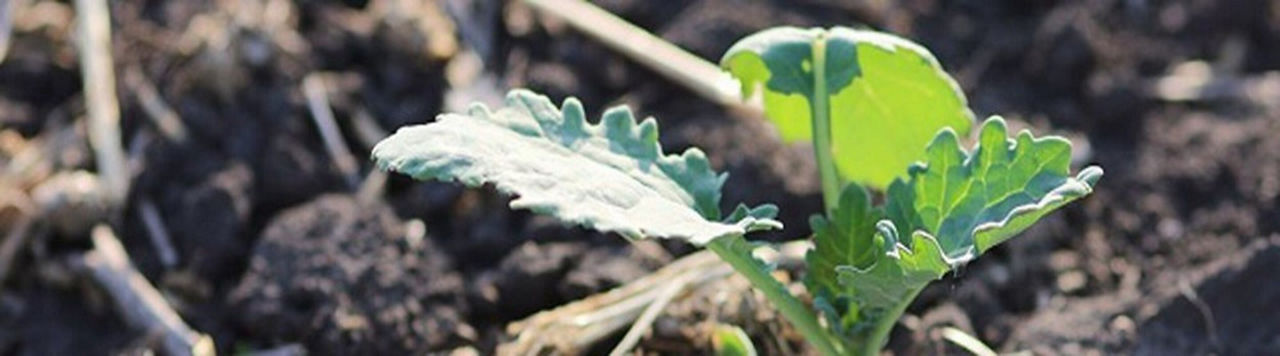 Réussir son colza : quelle stratégie cet automne ?