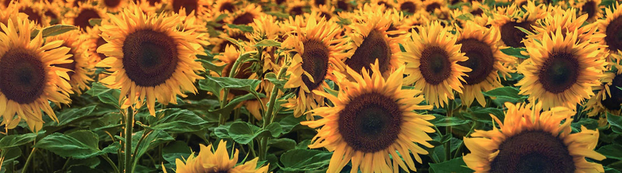 40 ans de sélection tournesol en France : Pioneer cultive l’innovation au service des agriculteurs 
