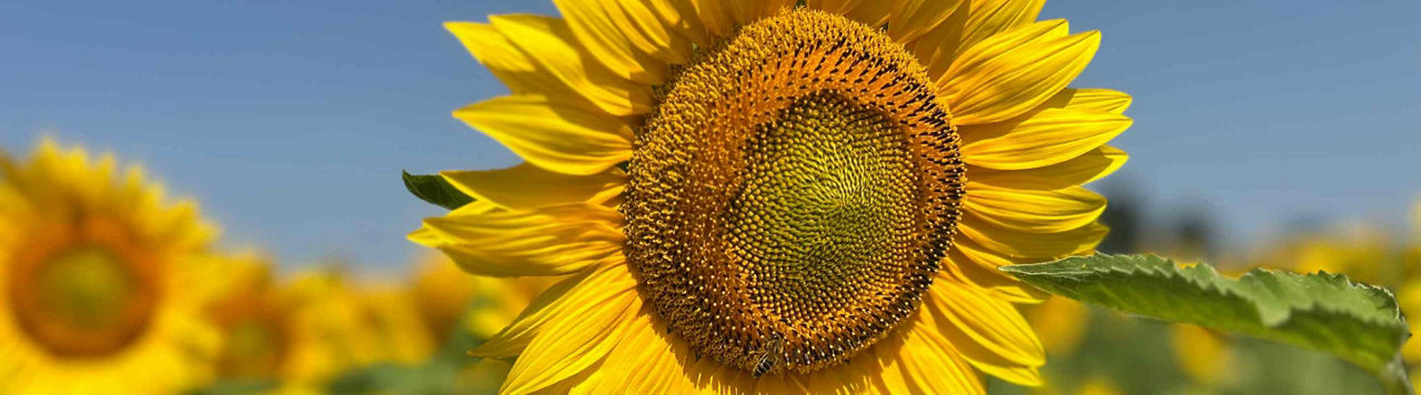 Les tournesols sont en fleurs ! 