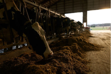 Cows eating Bolvalta BMR silage