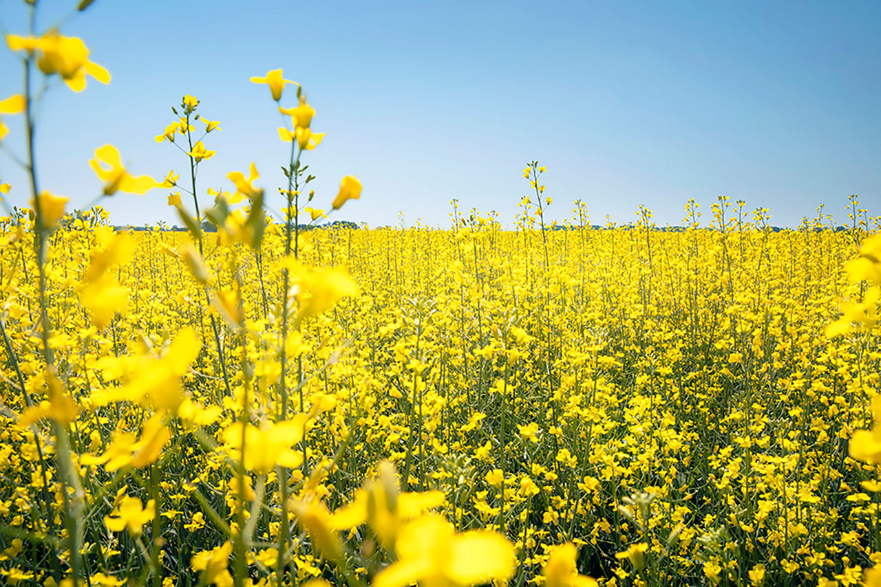 canola field