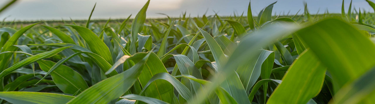 Field of AgVenture corn at sunset