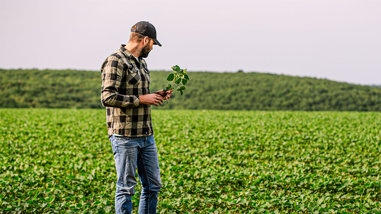 farmer inspecting soybean crops in field
