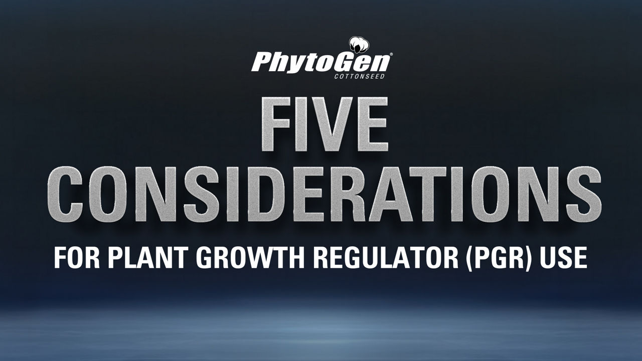 5 Key PGR Considerations for Cotton | Tips from PhytoGen Agronomist Cameron Oliver