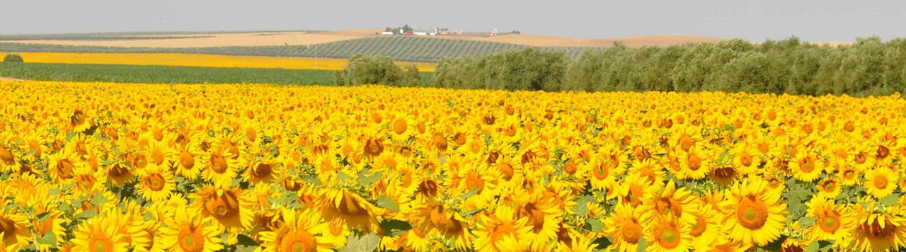 Mes tournesols sont restés très sains », Xavier Garreau à Oulmes