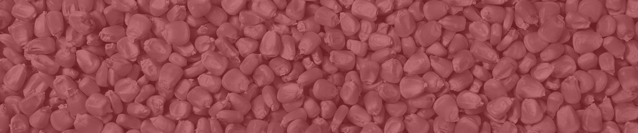 corn seeds