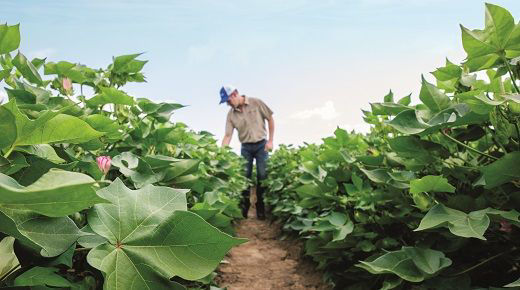 Scouting for vert wilt