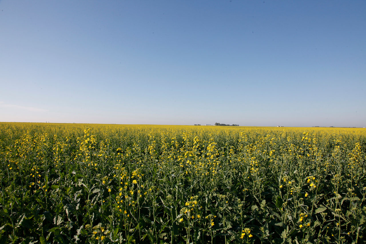 canola field