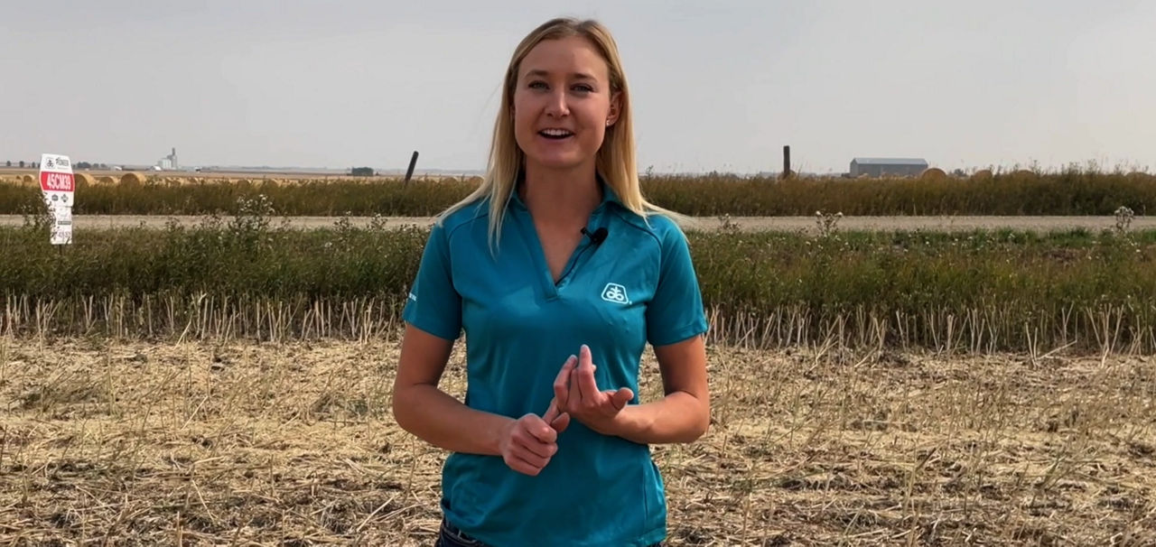 Optimum GLY gives growers options - Alex Shuttleworth