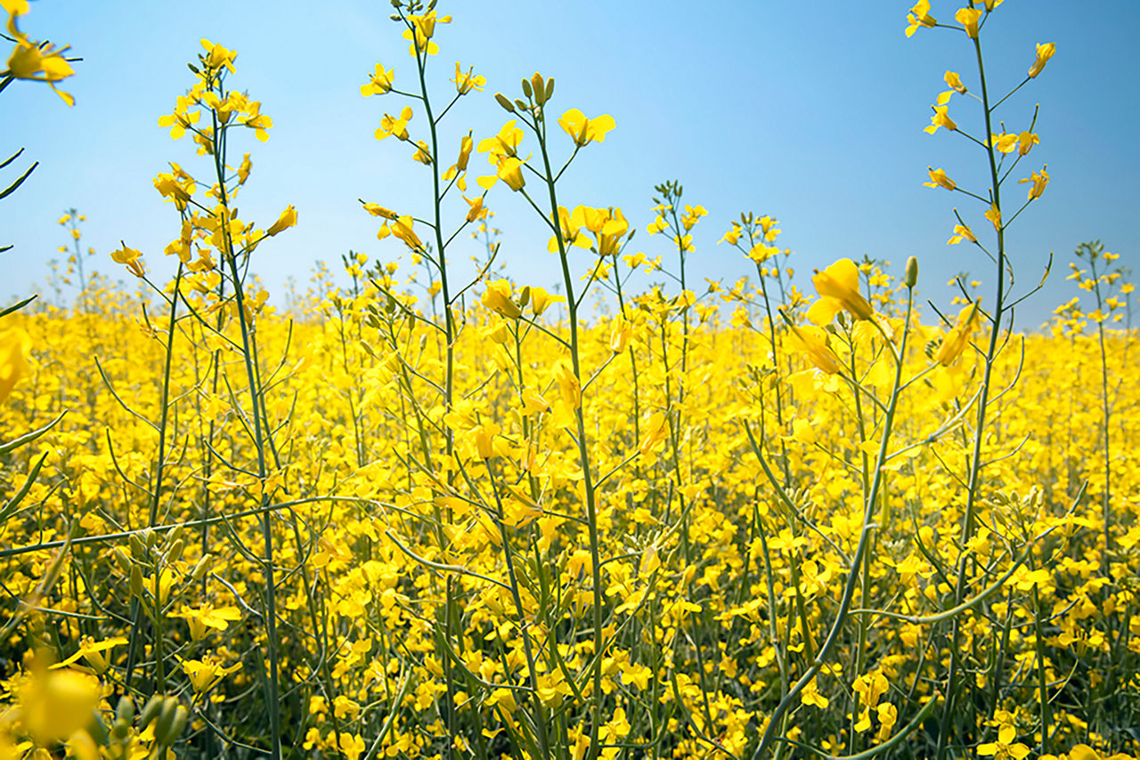 canola field