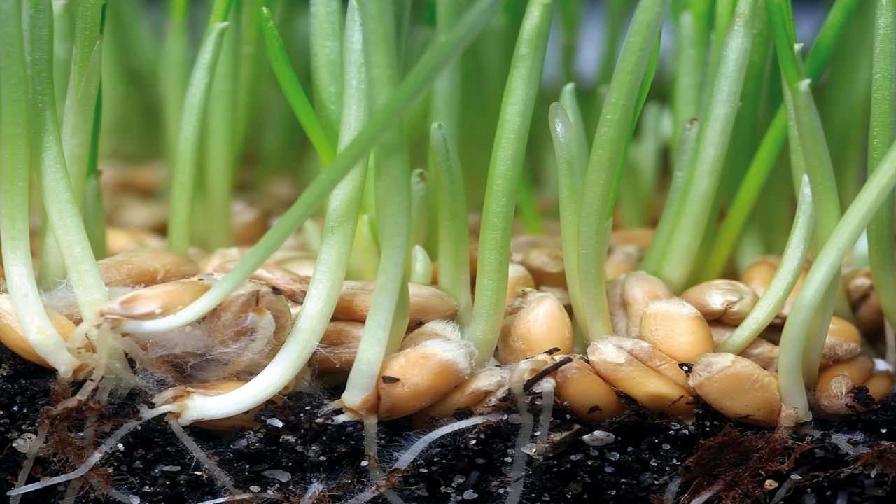 wheat germination in soil